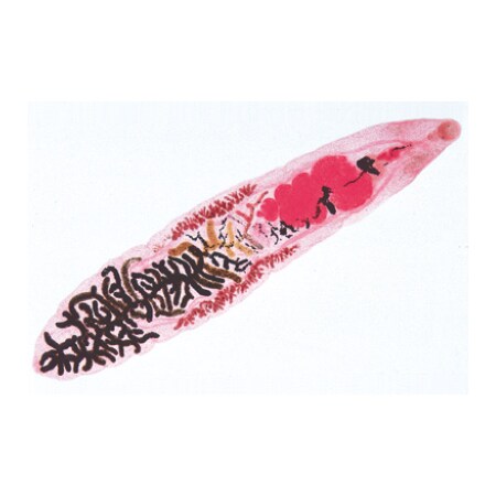 3B Scientific Invertebrata, Elementary Set - Spanish, PK25 1004133